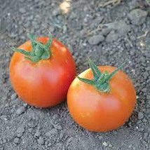 50 + seeds Pamella Tomato Tomatoe Vegetable Garden Edible Canning From US  - £7.10 GBP