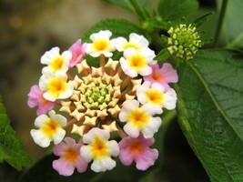 Lantana Camara Perennial Big Wild Sage Flower, 10 Seeds D - $10.35