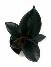 Burgundy Rubber Tree Ficus elastica Burgundy 4&quot; Pot - living room - garden - £33.56 GBP