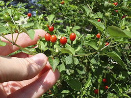 15 Wild Chili/Tepin Pepper Seeds-1356 - $3.98