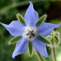 Borage Seeds  100 Seeds  - £7.97 GBP