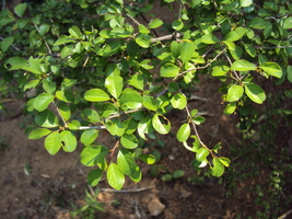 50 Commiphora wightii Seeds, Indian bdellium-tree, guga tree Seedsl,  - £5.58 GBP