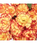100 Yellow Orange Carnation Seeds Dianthus Flowers Seed Flower Perennial... - $8.35