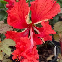 Fresh Red Lions Tail Pompom Poodle Tail El Capitola Hibiscus Plant Well ... - $45.88