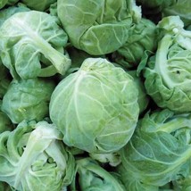 Catskill Brussels Sprouts Seeds 500 Seeds Non-Gmo Fresh Garden Usa Seller - £8.11 GBP