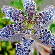 HSE Mother of Millions Live Starter Plant in 2 Inch Pot - Kalanchoe Delagoensis - £22.38 GBP