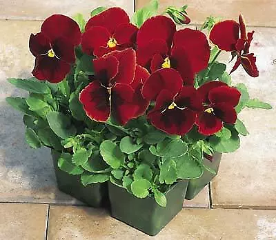 Pansy Magnum Red-Blotch 250 seeds - £22.83 GBP