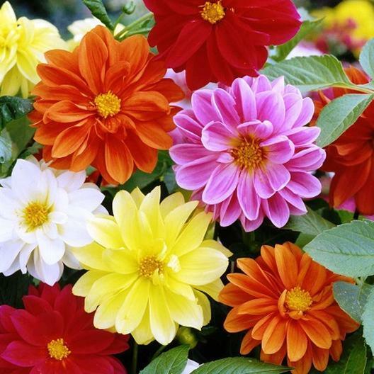 45 Seeds Dahlia Unwins Unwins Mix Fresh Gardening - $9.99