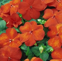 50 Impatiens Seeds Impatiens Sun And Shade Harley   - £16.12 GBP