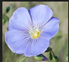  Blue Flax 100 Seeds - £7.98 GBP