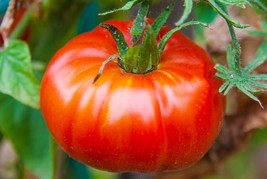 Champion Tomato Hybrid Vegetable Garden 50+ seeds - $9.26
