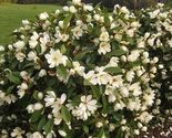 Well Rooted Fairy Cream Michelia doltsopa Magnolia - £47.49 GBP
