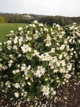 Well Rooted Fairy Cream Michelia doltsopa Magnolia - £47.72 GBP