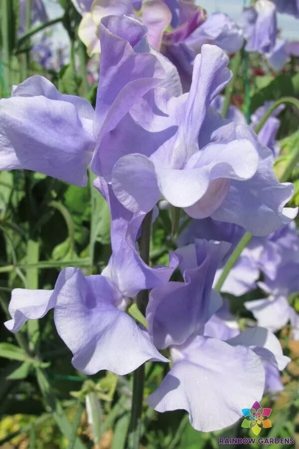 SYST 50 Seeds Peter George Wale Sweet Pea Non Gmo Seed Catalog Home Garden - £9.25 GBP