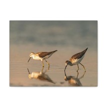 Couple of Sandpiper Hunting for Food Animal Wall Art Wildlife Canvas Prints Wal - £56.05 GBP+