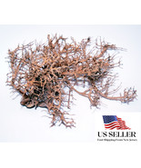 NATURAL DRIFTWOOD #BS007 WYSIWYG - AQUASCAPING, SUPER PRICE!!! BONSAI TR... - $81.32 CAD