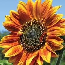 Sunflower Seeds For Planting Autumn Heirloom Seeds Gardening Fresh USA Seller - £8.05 GBP