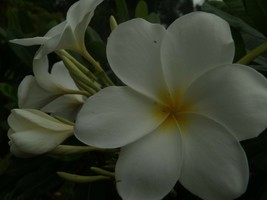 White fragrant Evergreen Hong Kong  Rare Exotic Plumeria cutting + Free ... - $10.40