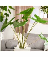 100 Seeds Alocasia Zebrina Elephants Ear Seeds Bright Green Leaves Spot Stem Gar - $9.82