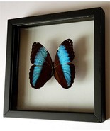 Rare Achiles Morpho Butterfly  A+ Quality - $63.36 CAD