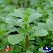 Purslane Seeds - Green Non-Gmo Heirloom Vegetable Garden Usa Shipping - £7.72 GBP