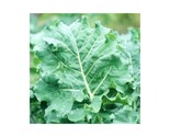 250 Premier Kale Seeds Non Gmo Cruciferous Early Hanover Fast Shipping - £7.20 GBP
