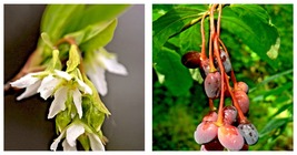 Indian Plum Seeds Fast-Growing Fruit Shrub Oso Berry (O. Cerasiformis) 2... - £15.16 GBP