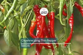 Cayenne Long Thin Pepper Seeds | Heirloom, Non-GMO | 30,000-50,000 Scovi... - $4.99+