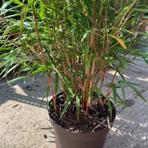 50 Asian Wonder Bamboo Seeds Privacy Plant Garden Clumping Shade Screen - $14.98