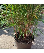 50 Asian Wonder Bamboo Seeds Privacy Plant Garden Clumping Shade Screen - $14.98