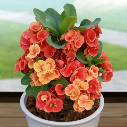 WWATER 15 Seeds Crown Of Thorns Sunset Splendor House Plant Flowers USA Seller - $10.51