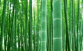 150 Seeds for Planting Giant Bamboo - £16.00 GBP