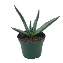 Aloe Ferox &#39;Cape&#39; Bitter Aloe, very filled in 4 inch pot - £17.37 GBP