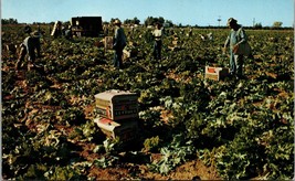 Lettuce Harvest in Central AZ Salt River Vallet Postcard PC131 - £3.98 GBP