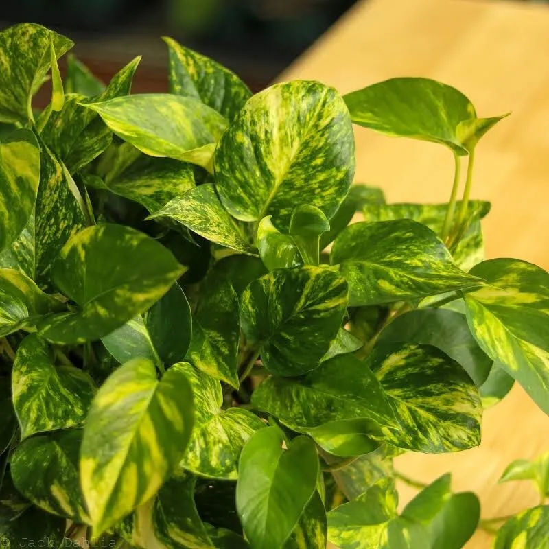 3 cuttings Golden Pothos Variegated Giant Leaf Cutting - $25.98