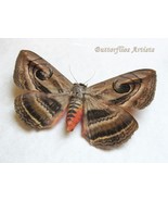 Real Owlet Moth Spirama Helicina Taxidermy Framed Entomology Shadowbox - $1,156.91 MXN