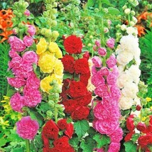 120 Hollyhock Mix Seeds Huge Flowers Bees Butterflies USA Seller Garden Fresh - $9.76