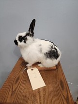 J177 Black And White Rabbit Mount Taxidermy - £186.01 GBP