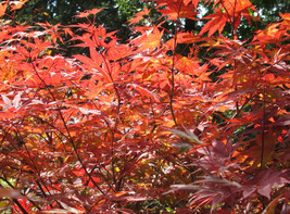 Red Japanese Maple, 24-30+ inches tall - Acer palmatum atropurpureum - $535.42 MXN+