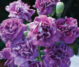 SEED the Rarest Dianthus &#39;Purple Rain&#39; Carnation Flower Seeds - £3.95 GBP