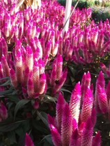 Hot Purple Reddish Green Leaves Feather Celosia 50 Seeds Fresh Seeds Fast Shippi - $17.98