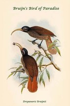 Drepanoris Bruijnii - Bruijn&#39;s Bird of Paradise by John Gould - Art Print - £16.44 GBP+