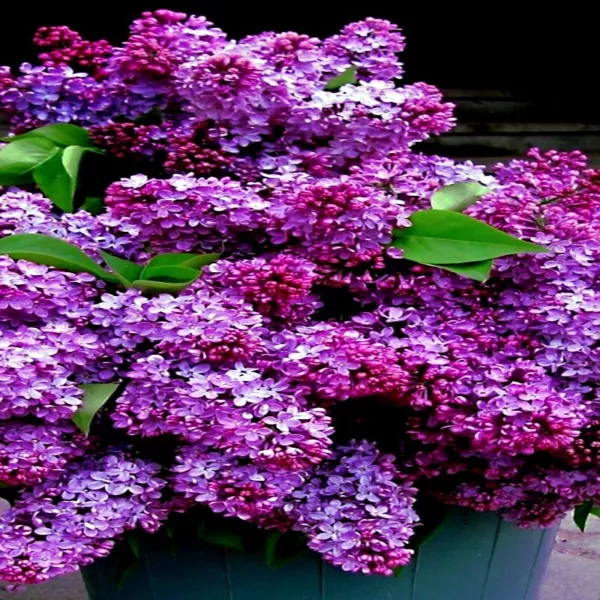 20 Common Lilac Purple Flower Tree Seeds Fragrant Hardy Perennial Plant Fresh Ga - £13.47 GBP