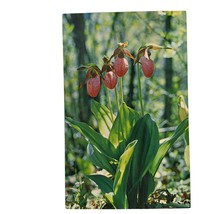 Postcard The Pink Lady&#39;s Slipper Flower Great Smoky Mountains Chrome Unposted - £8.73 GBP