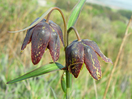 Fritillaria Affinis Checker Lily Fresh Seeds - $18.98