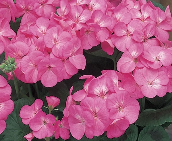 10 Fresh Seeds ~ Pink Maverick Geranium Flower