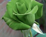 Sale 5 Seeds Green Rose Rosa Bush Shrub Perennial Flower  USA - $9.90