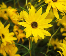 Sunflower Maximilian Perennial Helianthus Maximiliani 50 Seeds Garden Be... - $17.98