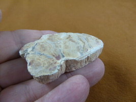 R805-22) genuine fossil Petrified Wood slice specimen Madagascar organic... - $14.95