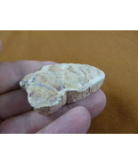 R805-22) genuine fossil Petrified Wood slice specimen Madagascar organic... - $14.95